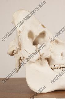 photo reference of skull 0002